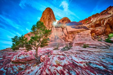 Nevada 'daki Kızıl Kaya Kanyonu' nun nefes kesici güzelliğini deneyimleyin. Canlı kırmızı kumtaşı oluşumları açık mavi gökyüzü ile buluşuyor. Doğayı keşfet dayanıklılığı tek başına ayakta duran bir ağaç ile.