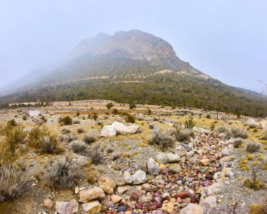 Nevada 'daki Charleston Dağı' nın sakin çöl manzarası, karlı ve canlı çöl bitkileriyle sisli dağ arkaplanı. Macera ve el değmemiş vahşi doğanın huzurunu uyandırmak için mükemmel..