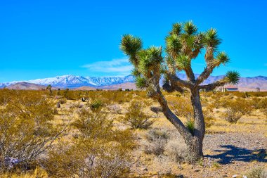 Büyüleyici Mojave Çölü 'nü, ön plandaki açık mavi gökyüzünün altında çarpıcı bir Joshua ağacı ve uzaktaki görkemli kar kaplı Charleston Dağı ile keşfedin. Doğa ve seyahat projeleri için ideal.