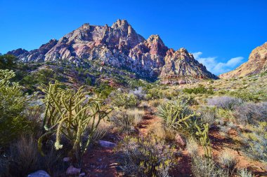 Kızıl Kaya Kanyonu, Nevada 'nın görkemli güzelliğinin tadını çıkarın. Güneşli tepeler ve canlı çöl yaşamı Las Vegas yakınlarındaki Oak Creek Patikası' nda macera için nefes kesici bir zemin sunuyor..