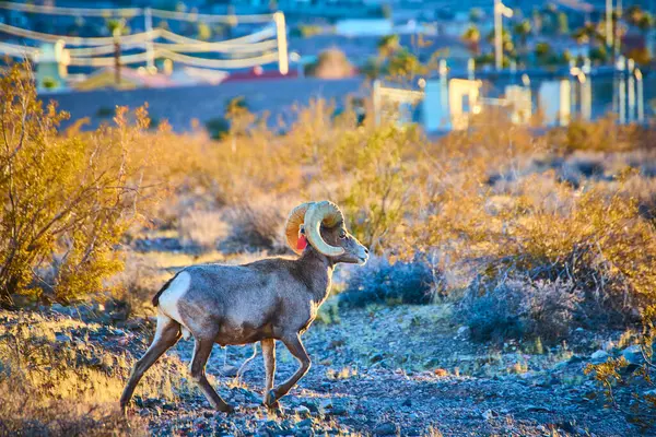 Büyük boynuzlu bir koyun, altın saat boyunca Hemenway Park, Nevada 'nın kayalık arazisinde gezinir. Sahne, çöl yaban hayatı ve insan gelişimi arasındaki uyumu ve gerilimi yakalıyor..