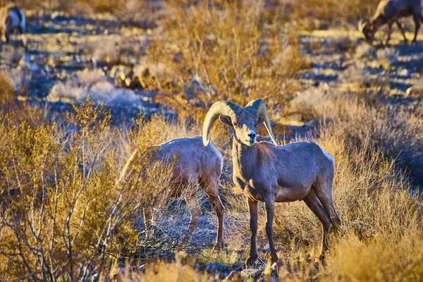 Nevada, Hemenway Parkı 'nda altın saat ışığında nefes kesen koca boynuzlu koyunlar. Yumuşak parıltı, sakin çöl manzarasında etkileyici boynuzlarını ve dirençli ruhlarını vurgular. Vahşi yaşam için mükemmel.