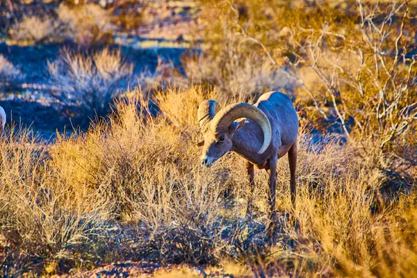 Nevada, Boulder Citys Hemenway Parkı 'ndaki görkemli büyük boynuzlu koyunlar altın saatinde dirençlidir. Çölün vahşi ruhunu yakalayan bu görüntü güzelliği ve macerayı gözler önüne seriyor..