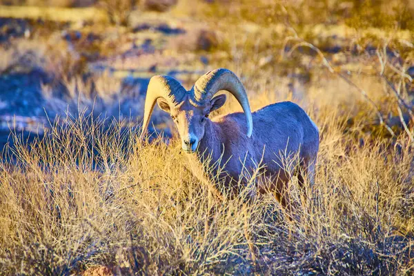Nevada, Hemenway Park 'ta altın saat ışığında yıkanmış görkemli bir büyük boynuzlu koyun gururla duruyor. Amerika 'nın güneybatısındaki çöl yaban hayatının dingin güzelliğini ve dayanıklılığını tecrübe edin..