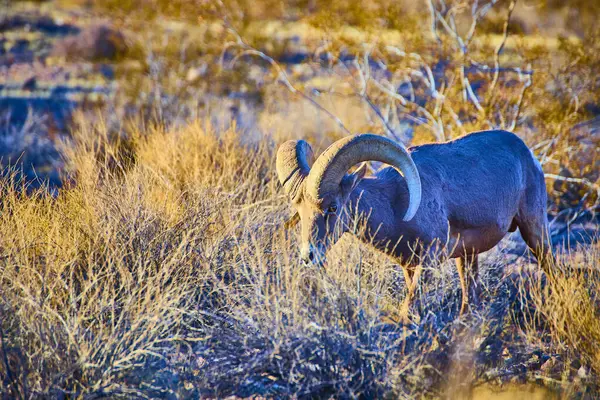 Majestic Bighorn koyunları, Hemenway Park, Nevada 'da altın saat boyunca çöl zemininde otluyor. Dayanıklılık ve dayanıklılığın altını çizen bu sakin sahne, Amerika 'da maceraya davetiye çıkarıyor.
