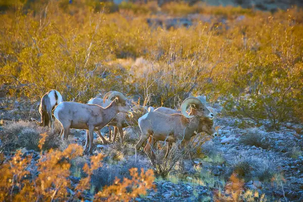 Bighorn koyunları Hemenway Park, Nevada 'da huzur içinde otlar, altın saatin sıcacık parıltısıyla yıkanırlar. Bu sakin çöl manzarası doğaya, esnekliğe ve güzelliğe vurgu yapıyor..