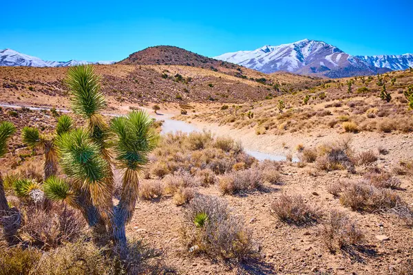 Güneşle sırılsıklam olmuş Nevada çölündeki Joshua ağaçlarının uzaktan Charleston Dağı 'nın karla kaplı manzarası. Las Vegas 'ın muazzam güzelliğini ve yalnızlığını tecrübe edin..