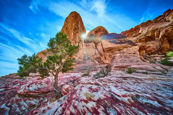 Nevada 'daki Kızıl Kaya Kanyonu' nun nefes kesici güzelliğini deneyimleyin. Canlı kırmızı kumtaşı oluşumları açık mavi gökyüzü ile buluşuyor. Doğayı keşfet dayanıklılığı tek başına ayakta duran bir ağaç ile.