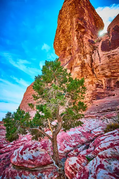 Dayanıklı bir ağaç Calico, Las Vegas 'ta canlı kırmızı kaya oluşumlarına karşı duruyor. Güneş ışığı, bu sakin çöl manzarasının doğal güzelliğini arttırır. Dayanıklılık ve keşif temaları için mükemmeldir..