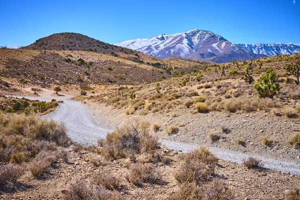 Nevada Çölü 'nden geçen çakıllı yol, kar kaplı Charleston Dağı' na çıkar. Las Vegas yakınlarındaki bu güneşli çölün engebeli güzelliğini ve yalnızlığını keşfedin. Maceracılar ve doğa severler için mükemmel.