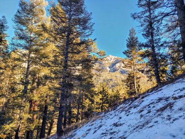Altın güneş ışığı Nevada 'da sakin bir kış ormanını aydınlatıyor. Yükselen çam ağaçları ve karla kaplı zirveler, doğa, macera ve seyahat temaları için mükemmel, sakin bir kaçış yaratır..