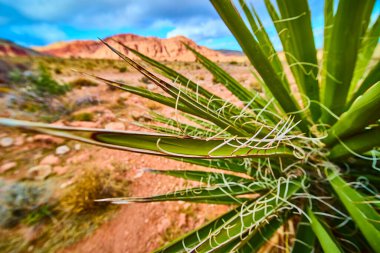 Kırmızı Kaya Kanyonu, Las Vegas 'ın engebeli zeminine karşı kıvrımlı beyaz iplikleri olan canlı yukka bitkisinin yakın çekimi. Kurak Nevada manzarasında çarpıcı bir direnç gösterisi..
