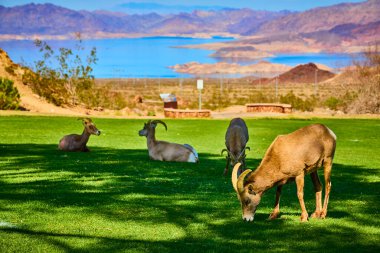 Bighorn koyunları, Meads Gölü 'nün mavi sularıyla Hemenway Parkı' nda huzur içinde otluyor ve Nevadas engebeli dağları yıkıcı bir zemin oluşturuyor. Doğa, vahşi yaşam ve açık hava temaları için mükemmel..