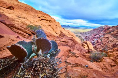 Dikenli armut kaktüsü Las Vegas Nevada yakınlarındaki Red Rock Kanyonu 'nun canlı kırmızı kaya oluşumlarına karşı dirençli duruyor. Amerika 'nın güneybatı çöl manzarasının dingin güzelliğini görün..