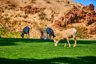 Koca boynuzlu koyunlar Boulder City Nevada 'daki Hemenway Parkı' nda yemyeşil çimlerde huzur içinde otluyor. Sıcak öğleden sonra ışığı, arka plandaki sakin çöl manzarasını aydınlatan uzun gölgeler oluşturur..