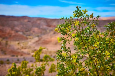Nevada, Boulder City 'deki Baykuş Kanyonu' nda canlı sarı çöl çiçek açar. Bu esnek bitki kurak bir manzaranın ve mavi gökyüzünün arkaplanına karşı duruyor, doğanın ebedi güzelliğini yakalıyor..