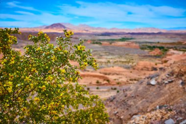 Sarı kreozot çiçekleri, Boulder City Nevadas engebeli çöl manzarasına karşı dimdik ayakta duruyor. Parlak mavi gökyüzünün altında doğanın güzelliğinin ve esnekliğinin bir kanıtı..