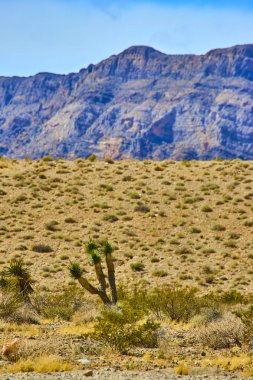 Las Vegas yakınlarındaki sakin Mojave Çölü manzarasını keşfedin. Arka planda ikonik Joshua ağaçları ve görkemli Charleston Dağı. Doğanın dayanıklı güzelliğini ve esnekliğini keşfedin..
