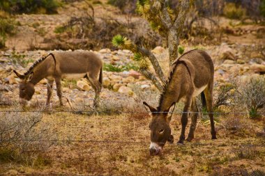 İki eşek, Nevada 'daki Red Rock Kanyonu' nda öğleden sonra güneşinin altında huzur içinde otluyor. Huzurlu varlıkları engebeli çöl manzarasına hayat katıyor ve yakınlarındaki kendine özgü Joshua ağacıyla birlikte..