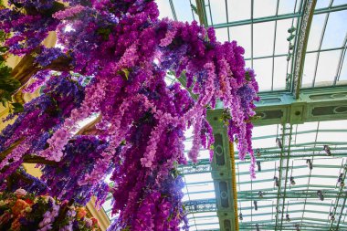 Wisteria, Bellagio Bahçeleri 'ndeki bir ağaç gövdesinden çağlayarak çiçek açıyor. Güneş ışığı cam tavandan süzülerek Las Vegas, Nevada 'da huzurlu ve renkli bir vaha oluşturuyor..
