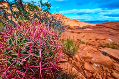 Pembe ve sarı dikenli canlı ateş fıçısı kaktüsü muhteşem Red Rock Kanyonu, Las Vegas 'ta duruyor. Parlak mavi gökyüzünün altında canlı bir çöl sahnesi. Doğa ve manzara için mükemmel.