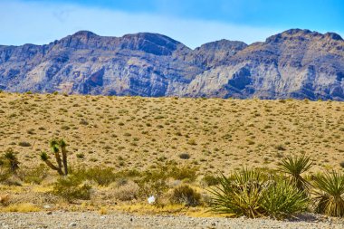 Las Vegas yakınlarındaki Nevada Çölü 'nün engebeli güzelliğini keşfedin. Hardy Joshua ağaçları ve açık mavi gökyüzünün altındaki dramatik dağlar vahşi doğa ve macera ruhunu somutlaştırıyor..