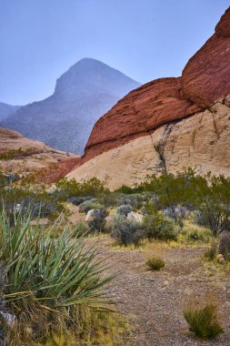 Las Vegas yakınlarındaki Red Rock Kanyonu 'nun nefes kesici güzelliğini keşfedin. Gün ortası güneşinin altındaki canlı kumtaşı oluşumlarına ve dayanıklı çöl bitkilerine hayranım. Macera arayanlar için mükemmel..