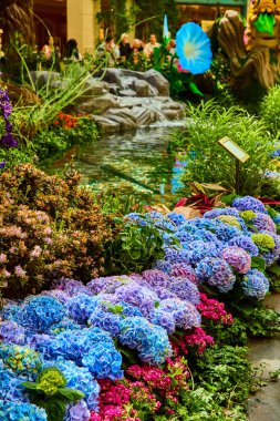Las Vegas 'taki Bellagio Gardens' ta canlı bir bahçe vitrininde, yemyeşil bir yeşillik ve sakin bir gölet ile çevrili kaprisli mavi ve lavanta renkli ortancalar sergileniyor..