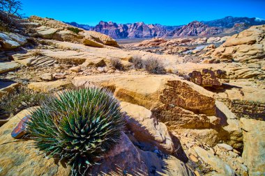 Nevada, Red Rock Kanyonu 'nun kurak güzelliğinde çarpıcı bir agave bitkisi gelişir. Engebeli kaya oluşumları ve uzak dağlar parlak mavi gökyüzünün altında çarpıcı bir zemin oluşturur. Dokunulmamış olanı keşfet