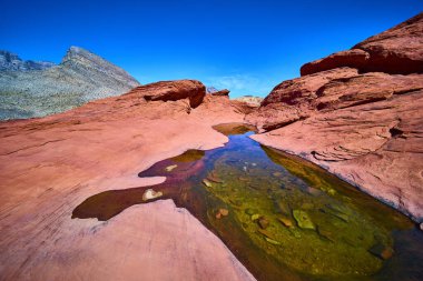 Nevada, Red Rock Canyon 'da sakin bir çöl vahası. Yansıtıcı havuz parlak mavi bir gökyüzünün altında canlı kumtaşının içinde beşikti. Bu çarpıcı manzaranın güzelliğini ve sükunetini hissedin..