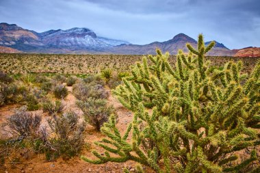 Las Vegas 'taki Red Rock Kanyonu' ndaki Güneybatı Çölü 'nün huzur veren güzelliğini görün. Canlı bir cholla kaktüsü heybetli kaplumbağa kafanın tepesine ve sakin dağ zeminine karşı dimdik ayakta duruyor..
