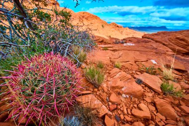 Las Vegas Nevada 'da Red Rock Canyons' a karşı çarpıcı bir ateş fıçısı kaktüsüyle canlı bir çöl sahnesi. Dayanıklılık macerası ve doğal güzellik temaları için mükemmel..