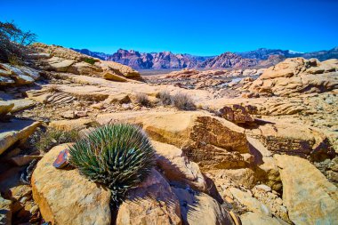 Las Vegas yakınlarındaki Red Rock Kanyonu 'nun engebeli güzelliğini keşfedin. Dikenli bir yukka bitkisi canlı kaya oluşumlarına ve berrak mavi gökyüzüne karşı gururla durur. Çöl dayanıklılığını ve maceralarını gözler önüne serer..