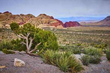 Nevada 'daki Red Rock Kanyonu' nun engebeli güzelliğini görün. Dayanıklı bir ağaç kumtaşı oluşumlarının ortasında duruyor. Çöl manzaralarının ve doğalarının ebedi cazibesini yakalıyor..