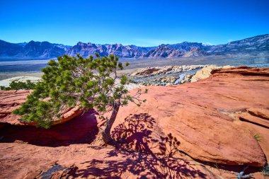 Kızıl Kaya Kanyonu 'nun yalnızlığı ve dayanıklılığının tadını çıkarın. Parlak bir ağaç berrak mavi gökyüzünün altında çarpıcı kırmızı kaya oluşumlarına karşı duruyor. Güneybatı manzarasının ebedi güzelliğini yakalıyor..