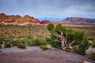 Engebeli ardıç, Las Vegas yakınlarındaki Red Rock Kanyonu 'nda hareketli kumtaşı kayalıklarının geniş çölle buluştuğu yerde dirençli duruyor. Yalnızlığın ve doğal güzelliğin vücut bulmuş hali. Macera teması için mükemmel.