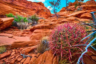 Nevada 'daki Kızıl Kaya Kanyonu' nun canlı güzelliğini keşfedin. Pembe ve sarı dikenli çarpıcı bir kaktüs berrak mavi gökyüzünün altındaki nefes kesici çöl manzarasına renk katar..