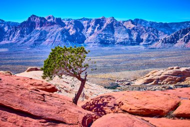 Nevada 'daki Red Rock Kanyonu' nda tek başına yaşayan ağaçlar canlı kırmızı kumtaşlarına tutunur. Görkemli dağlar berrak bir gökyüzü altında yükseliyor, dayanıklılığı ve Amerika 'nın güneybatısının engebeli güzelliğini simgeliyor..
