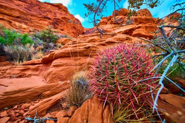 Pembemsi kırmızı dikenli canlı ateş fıçısı kaktüsü açık mavi gökyüzü altında dramatik kumtaşı oluşumlarına karşı Nevadas Red Rock Kanyonu 'nda dirençlidir. Doğa ve seyahat için mükemmel.