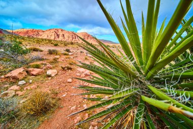 Las Vegas 'ta Red Rock Canyon' daki kırmızı kayalara karşı canlı yukka bitkisi. Parça bulutlu bir gökyüzü altında Amerikan Güneybatılarının dingin güzelliğini ve engebeli cazibesini tecrübe edin..