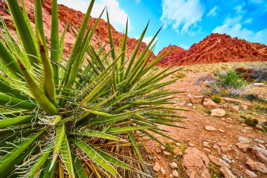 Yucca bitkisi Red Rock Canyons 'da gelişir. Nevadas 'ın engebeli cazibesini, keskin yeşil yaprakları ve çarpıcı kırmızı kaya oluşumları ve açık mavi bir gökyüzü karşısında tecrübe edin..