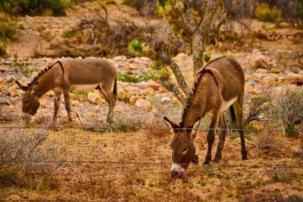 İki eşek, Nevada 'daki Red Rock Kanyonu' nda öğleden sonra güneşinin altında huzur içinde otluyor. Huzurlu varlıkları engebeli çöl manzarasına hayat katıyor ve yakınlarındaki kendine özgü Joshua ağacıyla birlikte..