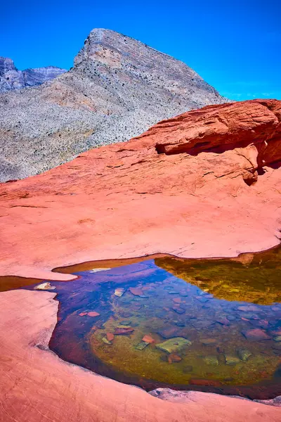 Parlak mavi bir gökyüzünün altında pürüzsüz kırmızı kumtaşına gömülmüş nadir bulunan bir su havuzu ile şaşırtıcı Kızıl Kaya Kanyonu manzarası. Engebeli dağlar, Las Vegas, Nevada yakınlarındaki gösterişli güzellikler.