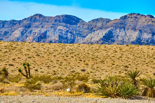 Las Vegas yakınlarındaki Nevada Çölü 'nün engebeli güzelliğini keşfedin. Hardy Joshua ağaçları ve açık mavi gökyüzünün altındaki dramatik dağlar vahşi doğa ve macera ruhunu somutlaştırıyor..