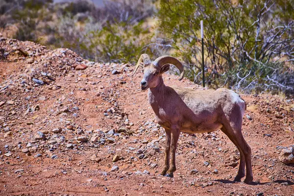 Nevada Moapa Vadisi 'ndeki kayalık çöl arazisinde görkemli büyük boynuzlu koyunlar gururla durur. Ateş Vadisi 'ndeki vahşi yaşamın dayanıklı güzelliğini ve dayanıklılığını kucaklayın. Koruma için mükemmel.