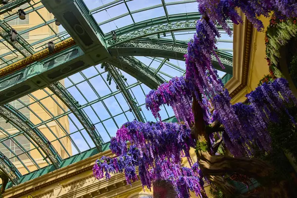 Bellagio Gardens büyük konservatuarında serpintiler serpiliyor. Güneş ışığı, Las Vegas 'ın kalbinde huzurlu bir vaha oluşturan süslü cam tavan boyunca akar..