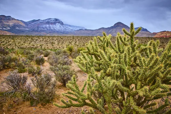 Las Vegas 'taki Red Rock Kanyonu' ndaki Güneybatı Çölü 'nün huzur veren güzelliğini görün. Canlı bir cholla kaktüsü heybetli kaplumbağa kafanın tepesine ve sakin dağ zeminine karşı dimdik ayakta duruyor..