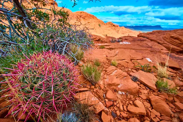 Las Vegas Nevada 'da Red Rock Canyons' a karşı çarpıcı bir ateş fıçısı kaktüsüyle canlı bir çöl sahnesi. Dayanıklılık macerası ve doğal güzellik temaları için mükemmel..