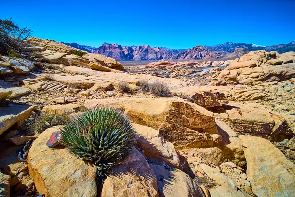 Las Vegas yakınlarındaki Red Rock Kanyonu 'nun engebeli güzelliğini keşfedin. Dikenli bir yukka bitkisi canlı kaya oluşumlarına ve berrak mavi gökyüzüne karşı gururla durur. Çöl dayanıklılığını ve maceralarını gözler önüne serer..