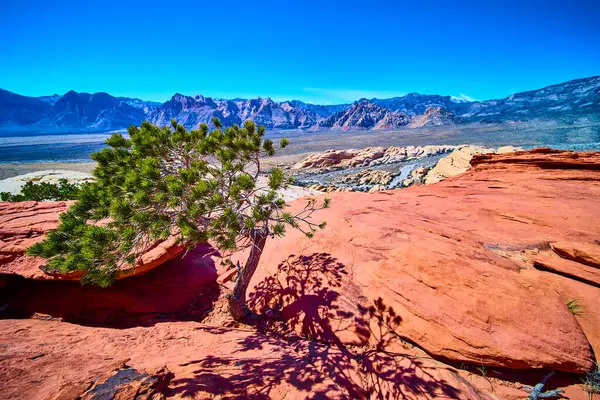 Kızıl Kaya Kanyonu 'nun yalnızlığı ve dayanıklılığının tadını çıkarın. Parlak bir ağaç berrak mavi gökyüzünün altında çarpıcı kırmızı kaya oluşumlarına karşı duruyor. Güneybatı manzarasının ebedi güzelliğini yakalıyor..